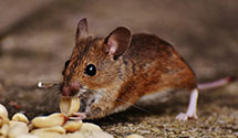 24 Hour & Emergency Exterminators in Yellow House, PA